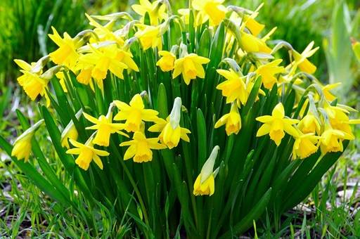 Daffodils clump